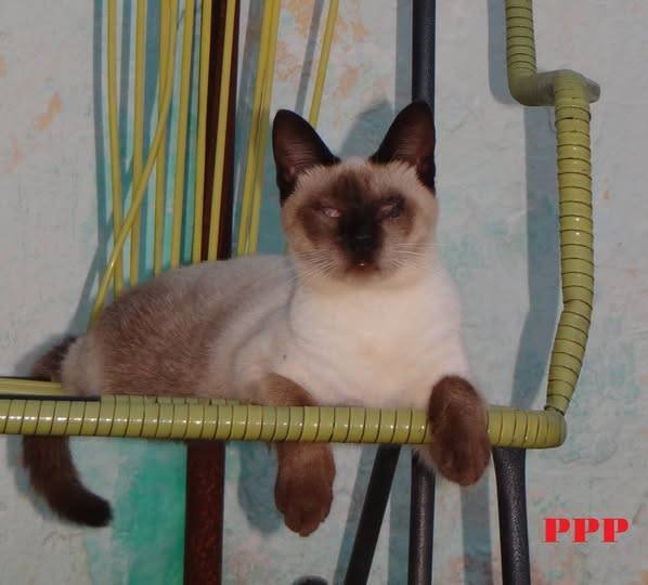 Pedro Paulo Paulino